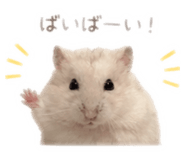 852605284