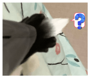 852605947