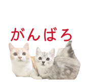 852620173
