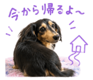 852638155