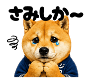 852641415