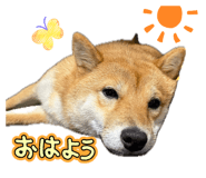 852649655