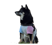 852659268