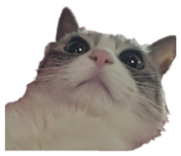 852659976