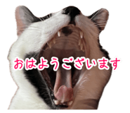 852661674