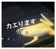 852665517