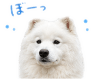 852683400