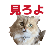 852688650