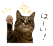 852688963