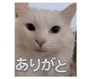 852696952