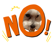 852698584