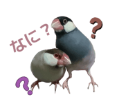 852702045