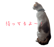 852702945