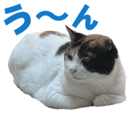 852702960