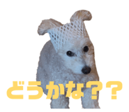 852703711