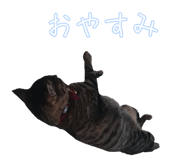 852703897