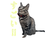 852703900