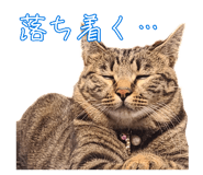 852703905