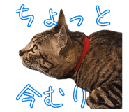 852703906