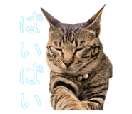 852703920