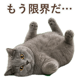 852705421