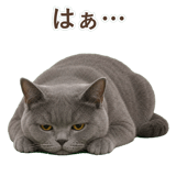 852705426