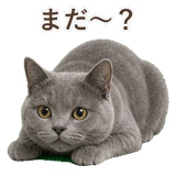 852705444