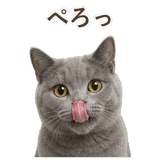 852705445