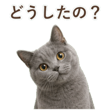 852705446