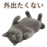 852705455