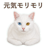 852705500