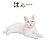 852705506