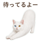 852705515