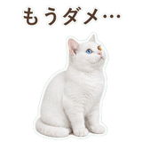 852705532