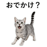 852705605