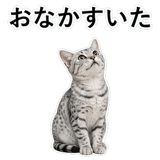 852705615