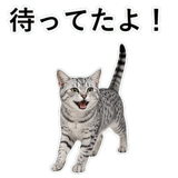 852705616