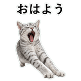 852705620