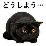 852705679