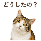 852705822