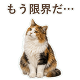 852706077