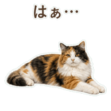 852706082