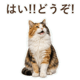 852706085