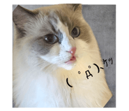 852706304