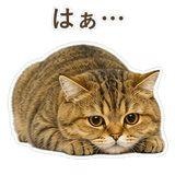852706354