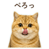 852706373