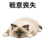 852706443