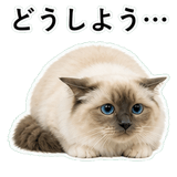 852706447