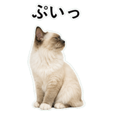 852706448