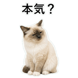 852706449